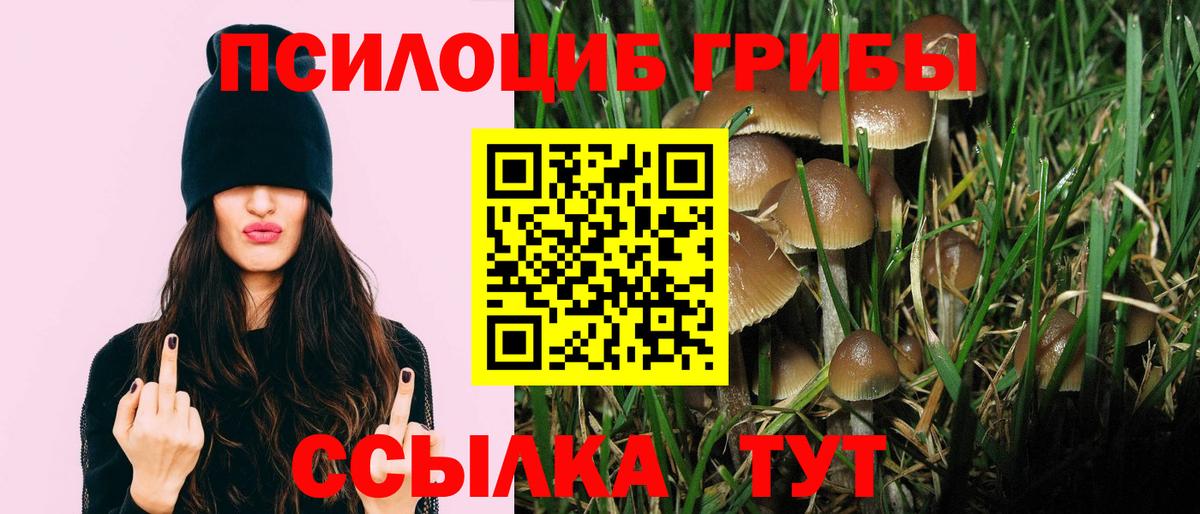 Галлюциногенные грибы Psilocybe Кандалакша